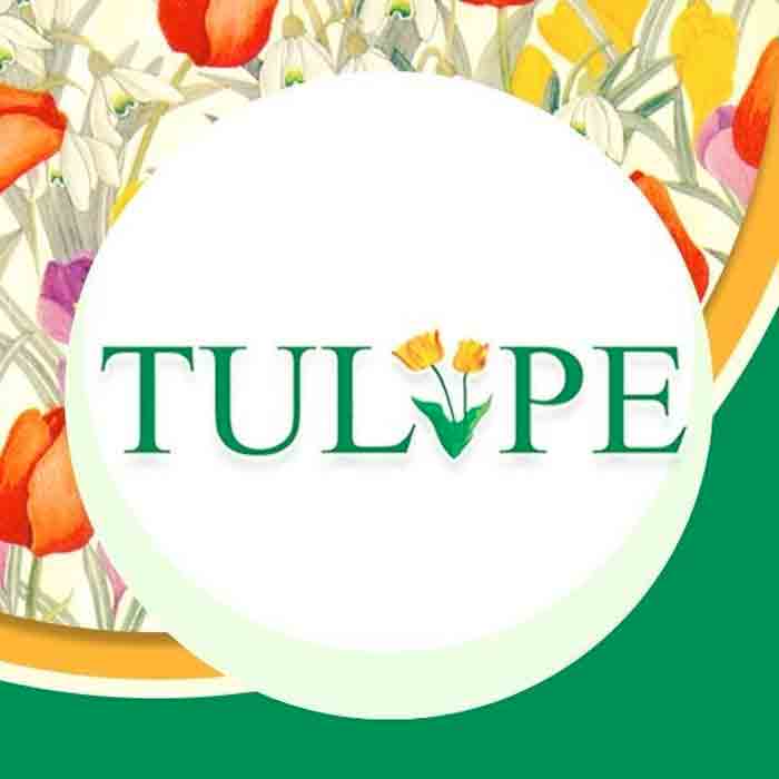Tulipe